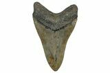 Serrated, Fossil Megalodon Tooth - North Carolina #338581-1
